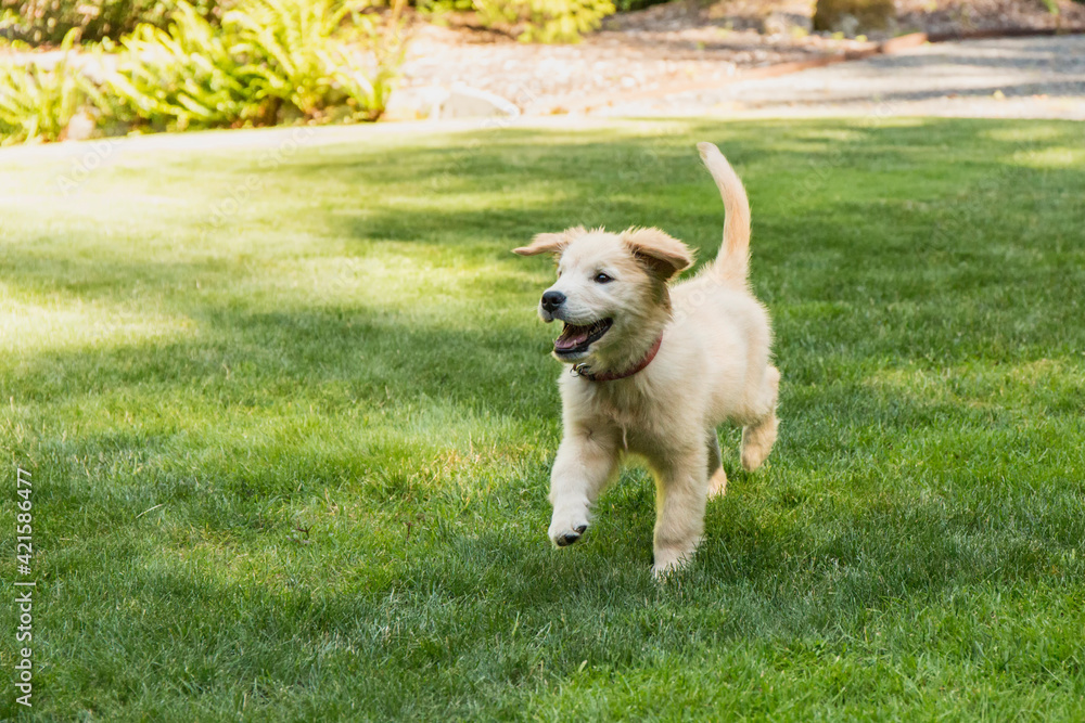 Issaquah, Washington State, USA. Golden Retriever puppy running in his yard. 