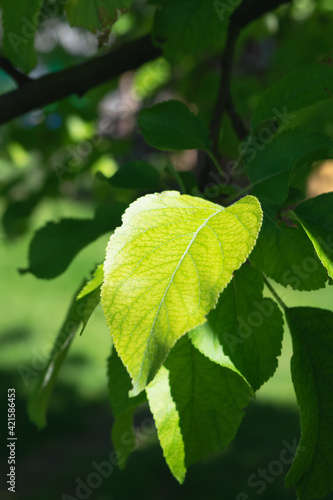 Wallpaper Mural The foliage of a young apple tree in the rays of the setting sun on a warm spring bright sunny day Torontodigital.ca