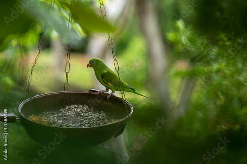 parakeet perched on plate with seeds on tree photo