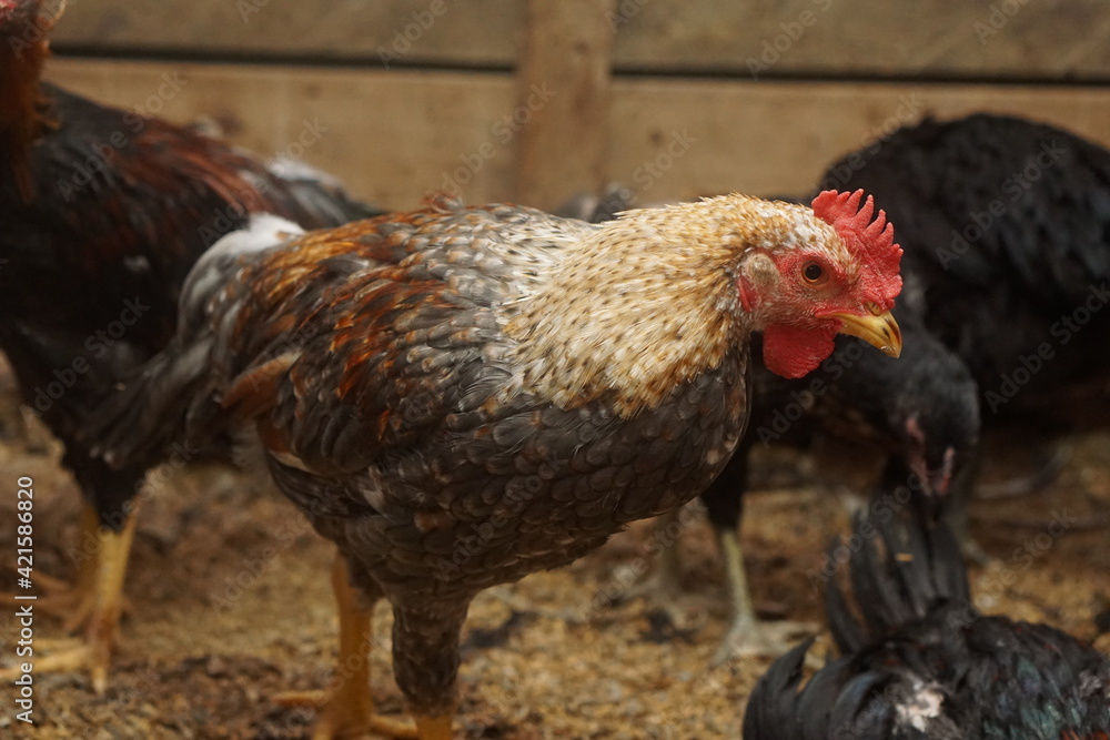 Free-range chickens raised in cages. The poultry industry is currently a promising commodity. Chicken meat can be processed into various foods