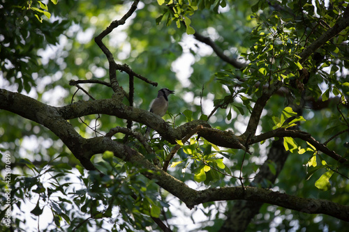 Blue Jay on a Branch