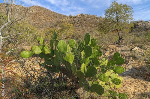 Green flat rounded stalks of cacti and mesquite tree branches in the Sonoran Desert. Moctezuma, Sonora Mexico ... Flat green rounded cladodes of opuntia cactus, Balchik, opunti .. spines .. photo