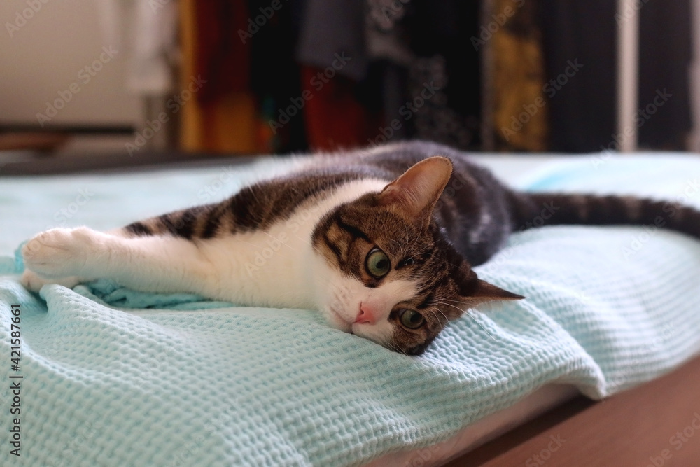 Cute tabby cat sleeping on a pillow. Selective focus.