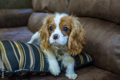 Valokuva Six month old Cavalier King Charles Spaniel puppy resting on a pillow on a sofa