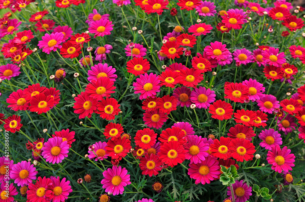 Lovely group of wild purple Paris Daisy (Argyranthemum frutescens) flowers outdoors. Lovely group of wild purple Paris Daisy (Argyranthemum frutescens) flowers outdoors.
