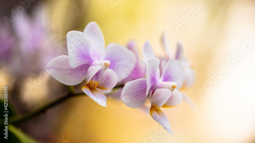 Close up view of a beautiful miniature purple orchid plant in bloom