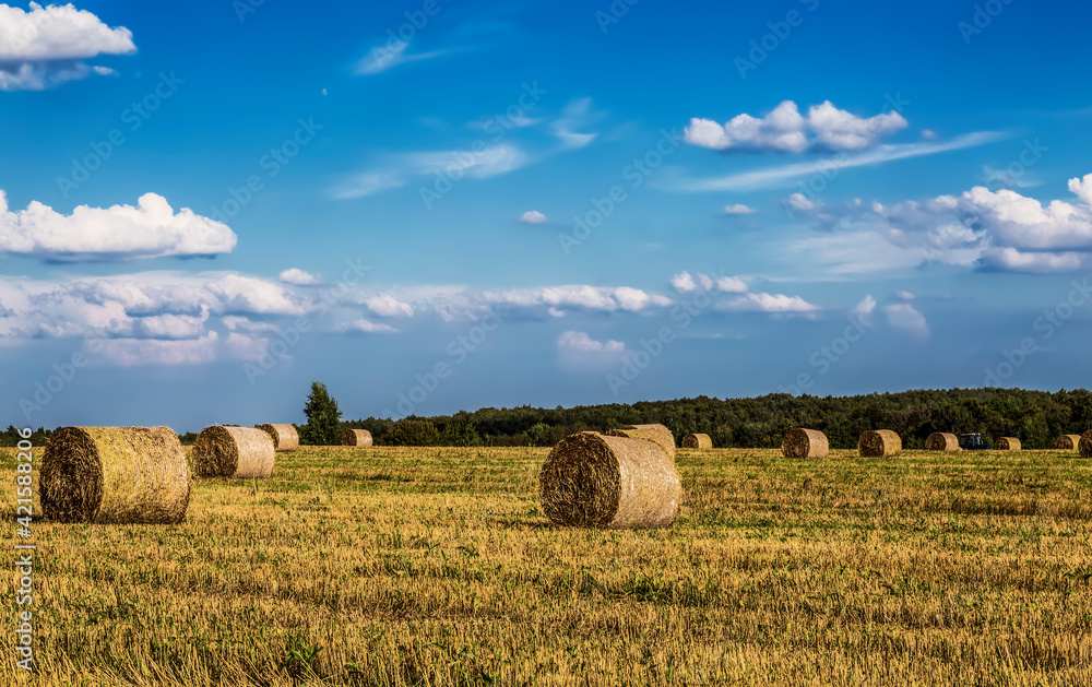 Straw hay bales dry on farmer field in the summer