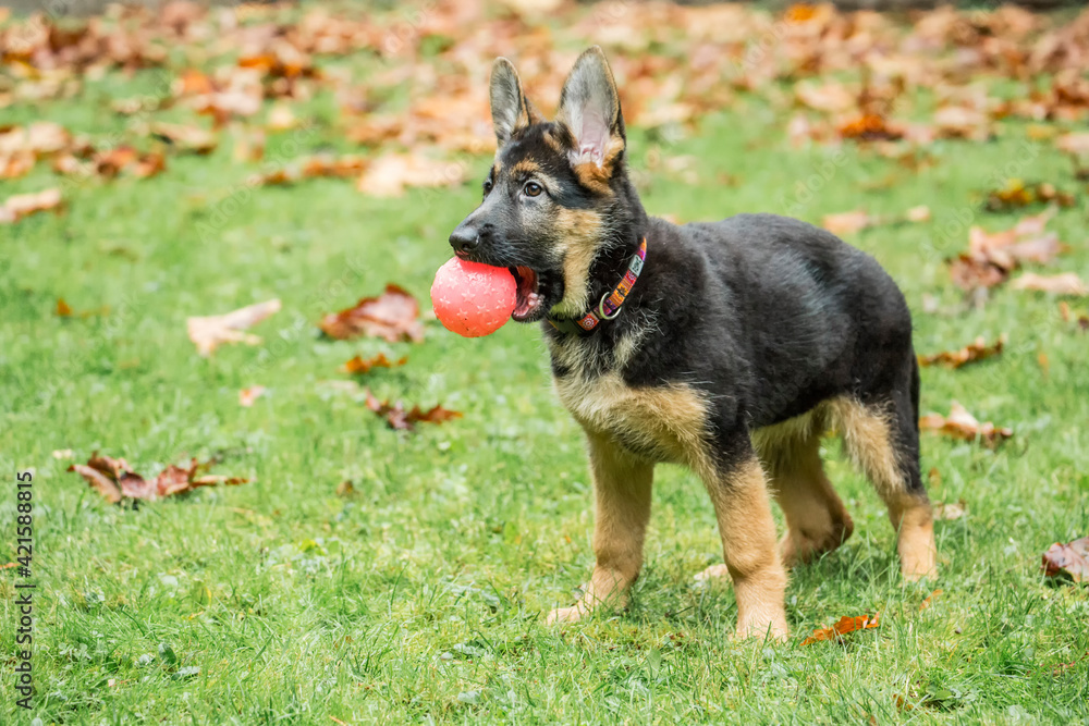 Issaquah, Washington State, USA. Three month old German Shepherd playing with a ball. 