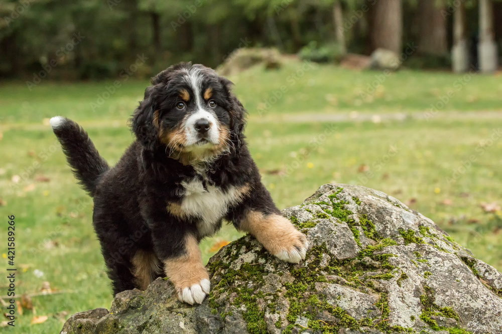 North Bend, Washington State, USA. Ten week old Bernese Mountain puppy climbing on a rock in the park. 