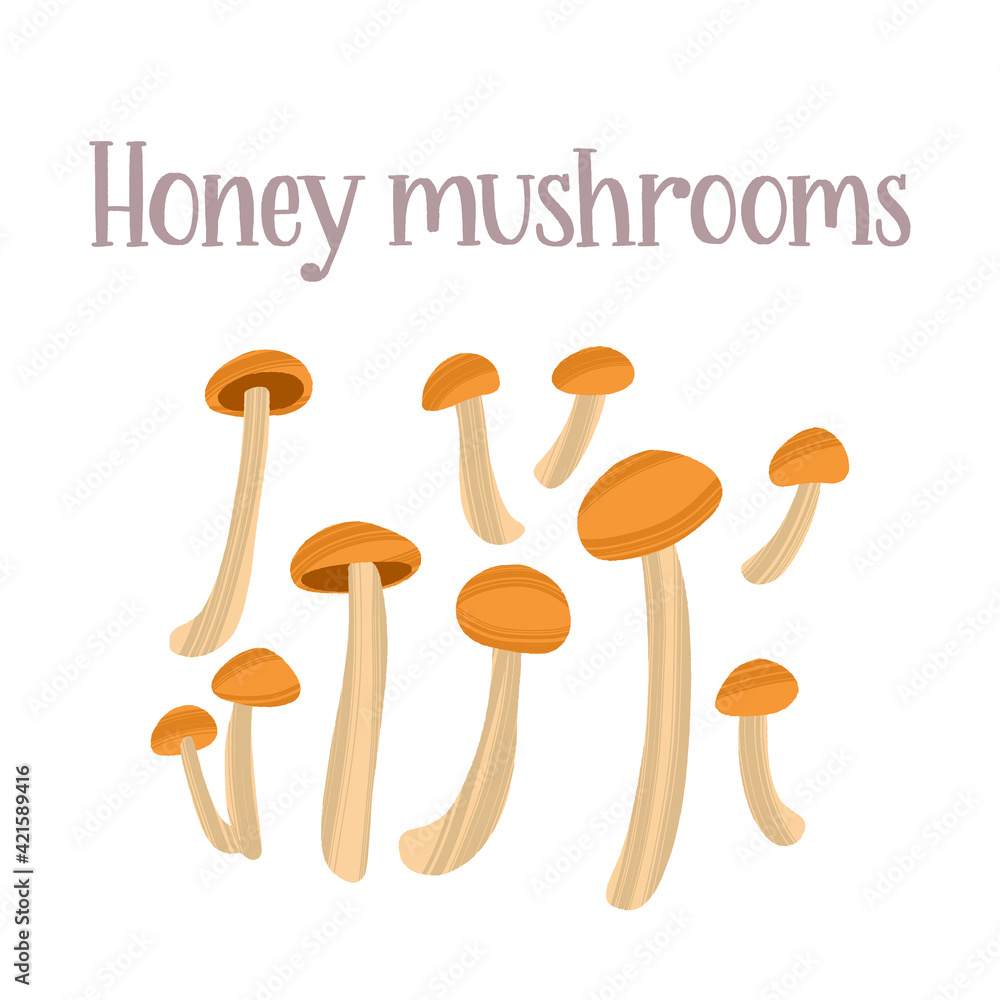 Fresh young honey mushrooms. Healthy nutrition product.