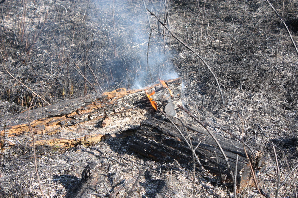 Burning wood around charred ground after a forest fire. Charred forest after a hot fire. global warming - climate change Burning wood around charred ground after a forest fire. Charred forest after a hot fire. global warming - climate change