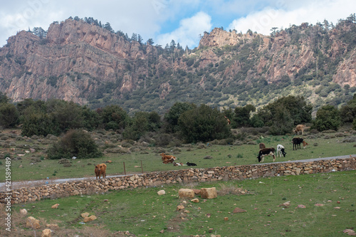 Belezma National park in the Aures region in Batna, Algeria photo