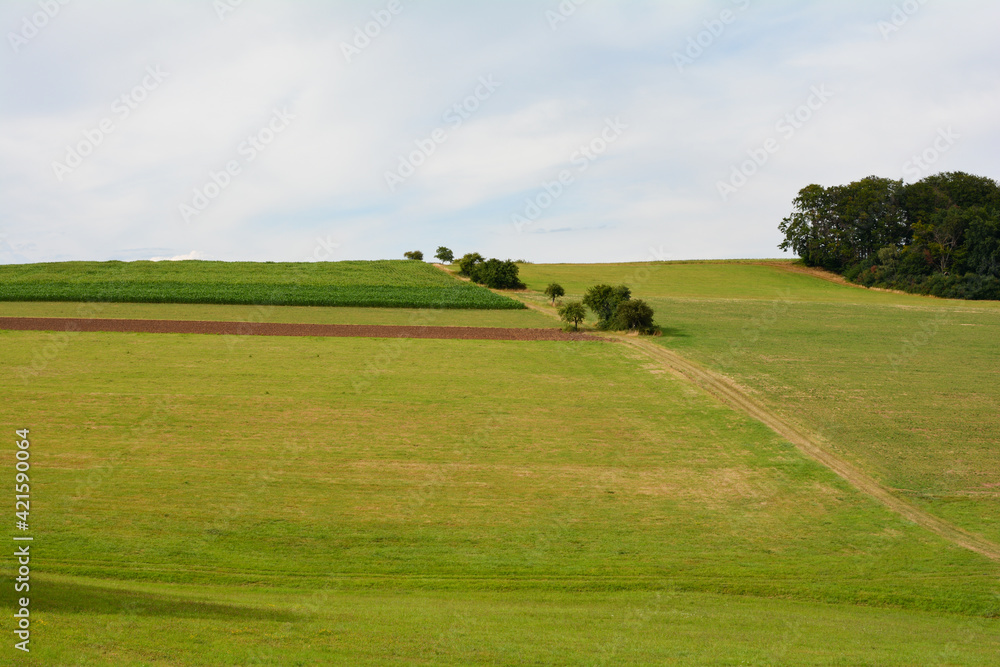 Green landscape with meadows, fields, path and some trees Green landscape with meadows, fields, path and some trees