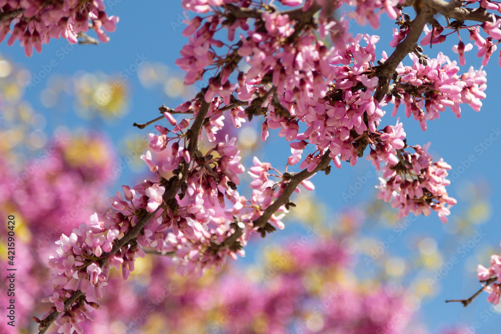 Delicate bright pink flowering trees in the garden against the blue sky on a sunny spring day Delicate bright pink flowering trees in the garden against the blue sky on a sunny spring day