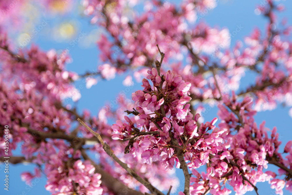 Delicate bright pink flowering trees in the garden against the blue sky on a sunny spring day