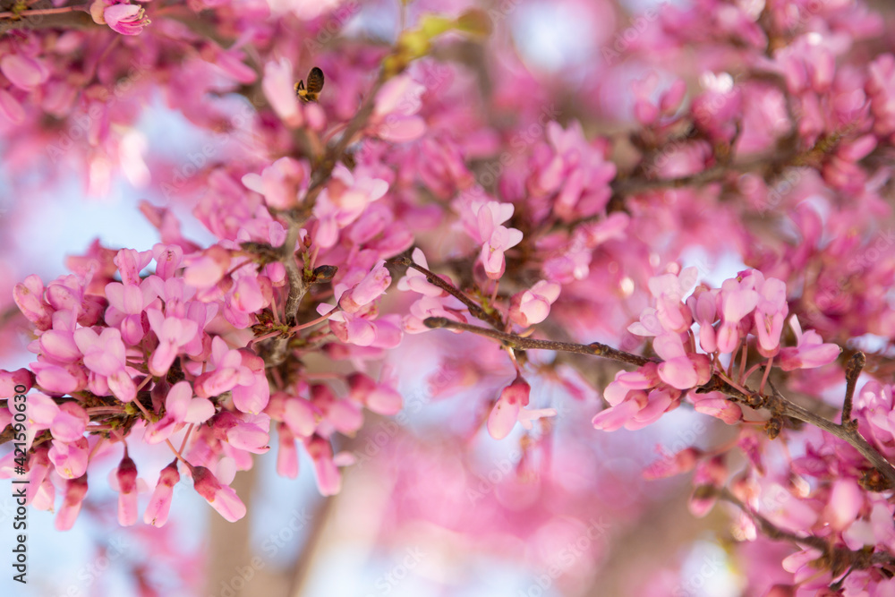 Delicate bright white and pink flowering trees in the garden against the blue sky on a sunny spring day Delicate bright white and pink flowering trees in the garden against the blue sky on a sunny spring day