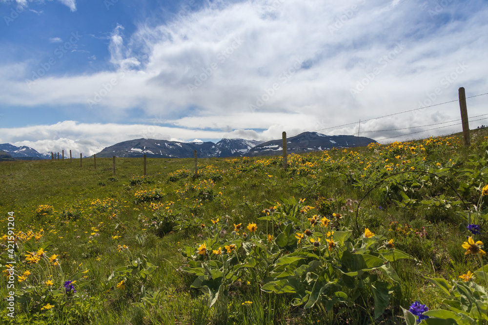 Small sunflowers in the sunshine with mountain in background Small sunflowers in the sunshine with mountain in background