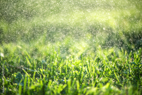 Fototapeta Naklejka Na Ścianę i Meble -  Close up of fresh thick grass with water drops in the early morning