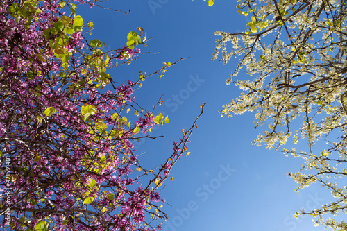 Fototapeta Naklejka Na Ścianę i Meble -  Delicate bright white and pink flowering trees in the garden against the blue sky on a sunny spring day
