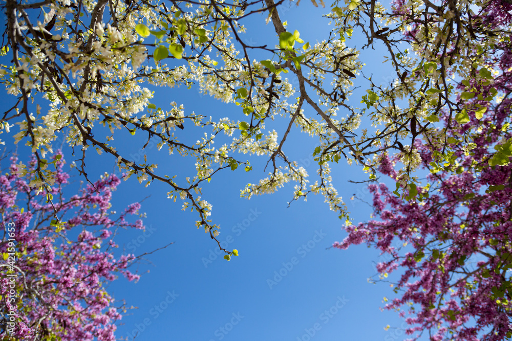 Delicate bright white and pink flowering trees in the garden against the blue sky on a sunny spring day Delicate bright white and pink flowering trees in the garden against the blue sky on a sunny spring day