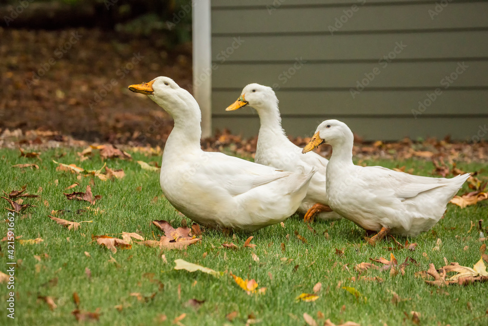 Issaquah, Washington State, USA. Three free-ranging domestic Pekin ducks strolling through the yard and eating as they go. Issaquah, Washington State, USA. Three free-ranging domestic Pekin ducks strolling through the yard and eating as they go.