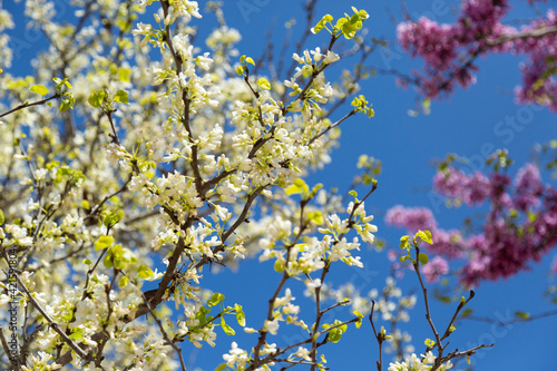Delicate bright white and pink flowering trees in the garden against the blue sky on a sunny spring day