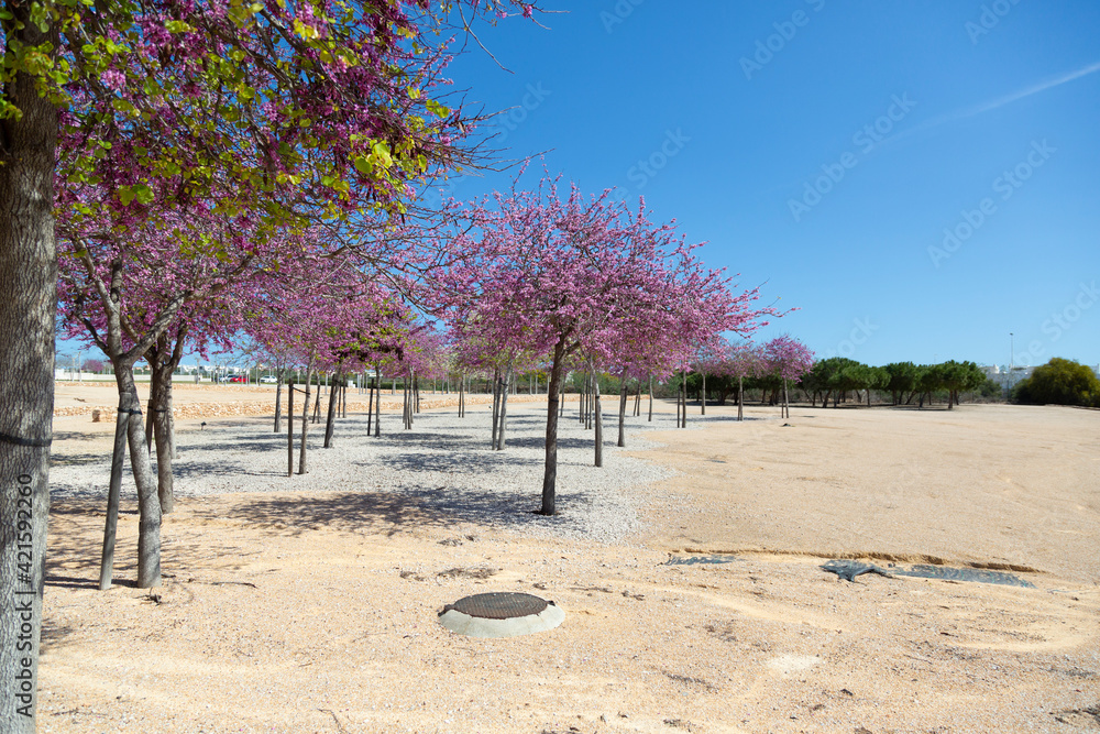Fototapeta premium Delicate bright pink flowering trees in the garden against the blue sky on a sunny spring day