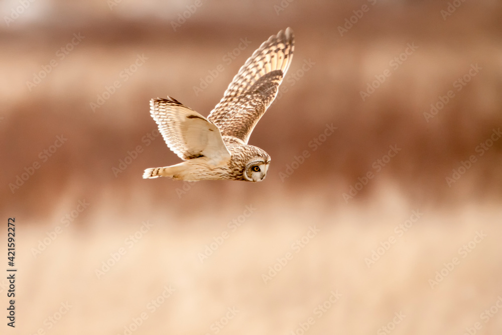 Skagit Bay near Conway, Washington State, USA. Short-eared owl flying. Skagit Bay near Conway, Washington State, USA. Short-eared owl flying.