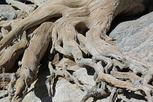 Trees and roots - Rocky Mountains National Park, Colorado photo