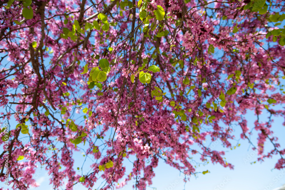 Delicate bright pink flowers against the blue sky on a sunny spring day Delicate bright pink flowers against the blue sky on a sunny spring day