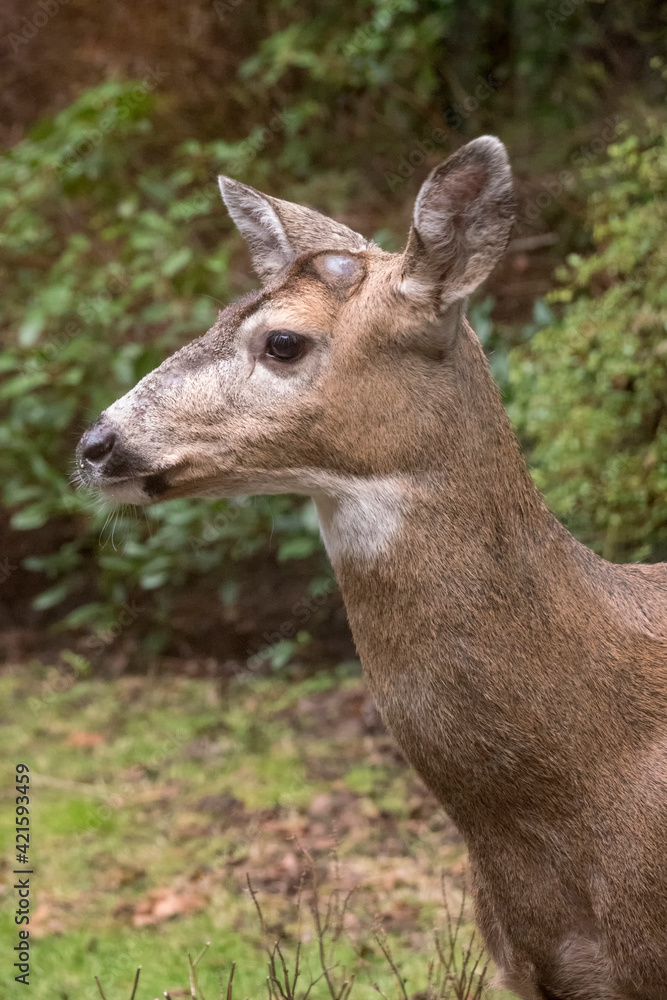 Issaquah, Washington State, USA. Male mule deer with antlers just barely visible in a rural residential yard. Issaquah, Washington State, USA. Male mule deer with antlers just barely visible in a rural residential yard.