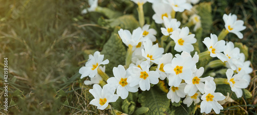 Spring landscape flowers Mother's Day background banner panorama greeting card - blooming white cushion primrose ( Primula vulgarisms Hubs. / Primula acaulis ) on green meadow in garden / park photo