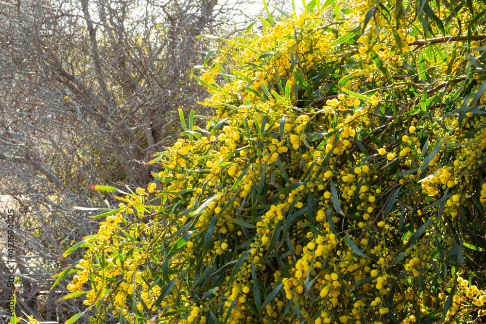 Blooming mimosa bright yellow balls flowers on a bright spring sunny day Blooming mimosa bright yellow balls flowers on a bright spring sunny day