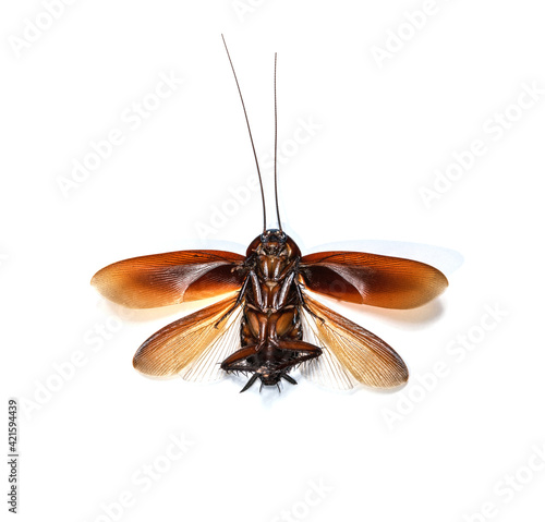 Cockroach spread wings isolated on white background