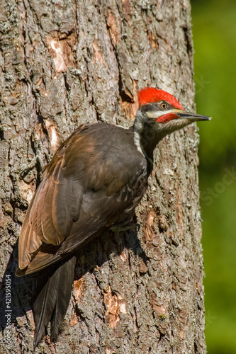 Issaquah, Washington State, USA. Pileated woodpecker on a tree trunk.