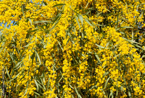Blooming mimosa bright yellow balls flowers on a bright spring sunny day