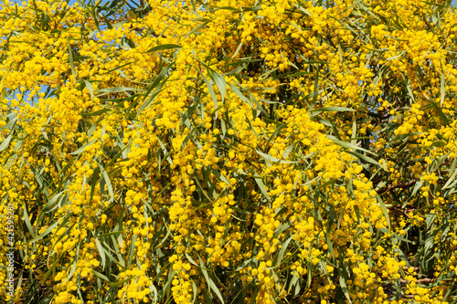 Blooming mimosa bright yellow balls flowers on a bright spring sunny day