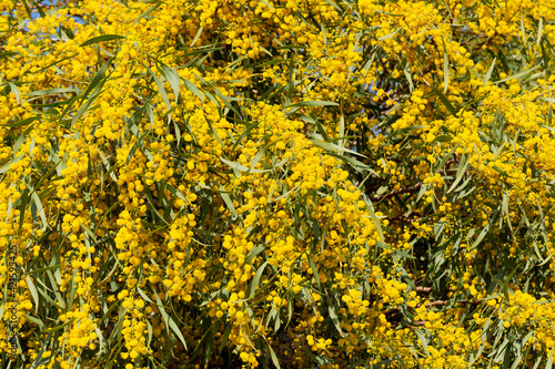 Blooming mimosa bright yellow balls flowers on a bright spring sunny day