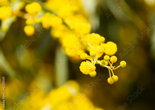 Blooming mimosa bright yellow balls flowers on a bright spring sunny day