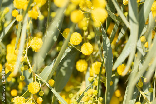 Blooming mimosa bright yellow balls flowers on a bright spring sunny day