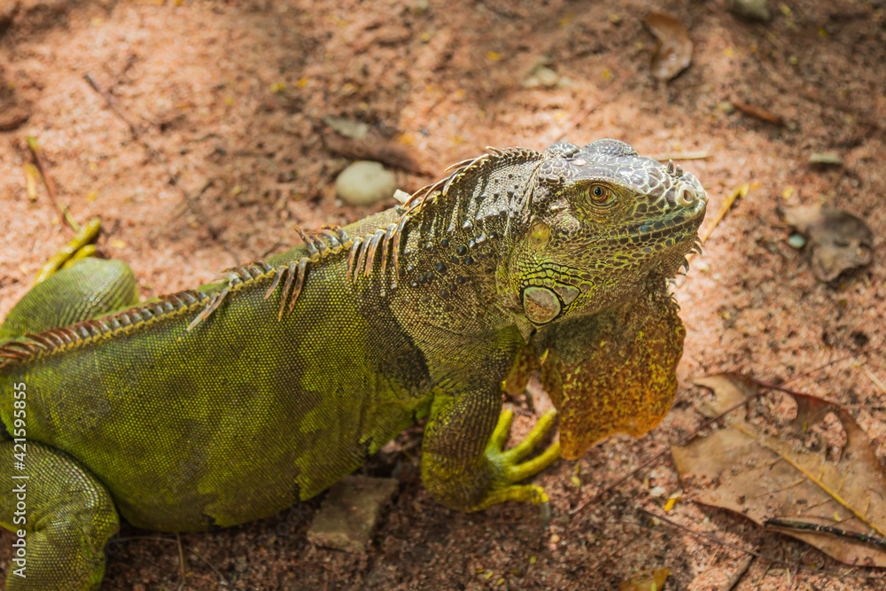 Close up of green iguana on the ground. Close up of green iguana on the ground.