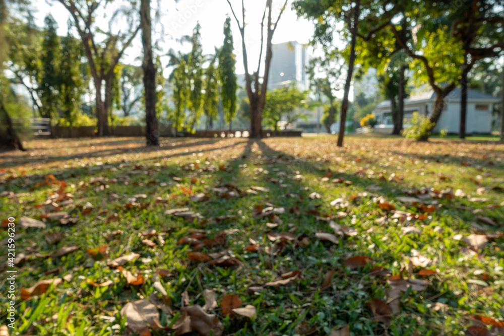 Beautiful nature at morning with sun in big city park Beautiful nature at morning with sun in big city park
