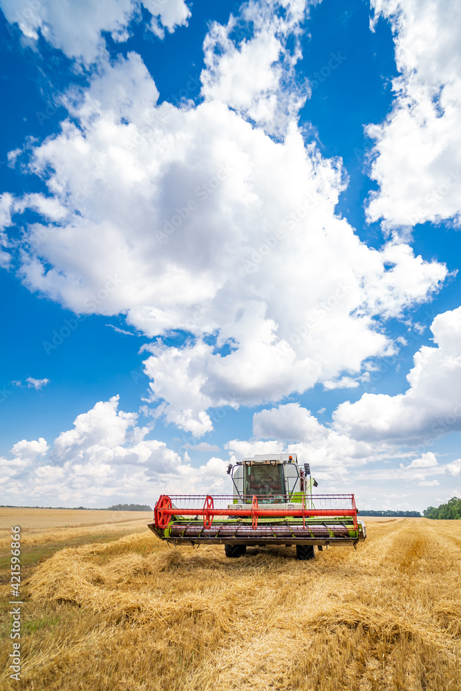 Obraz premium Red combine harvester on the blue sky. Golden wheat. Harvester working at the yellow field.