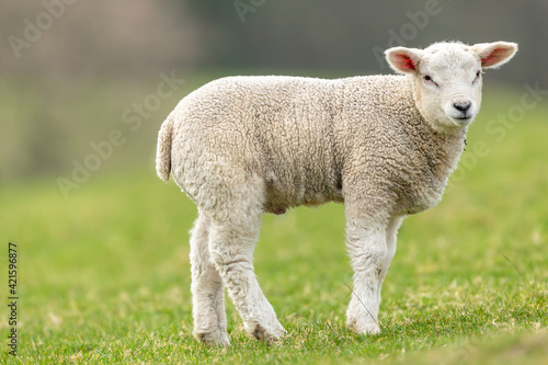 Close up of a lamb in Springtime. Standing in green field and facing right, Yorkshire Dales, England. Horizontal. Space for copy.