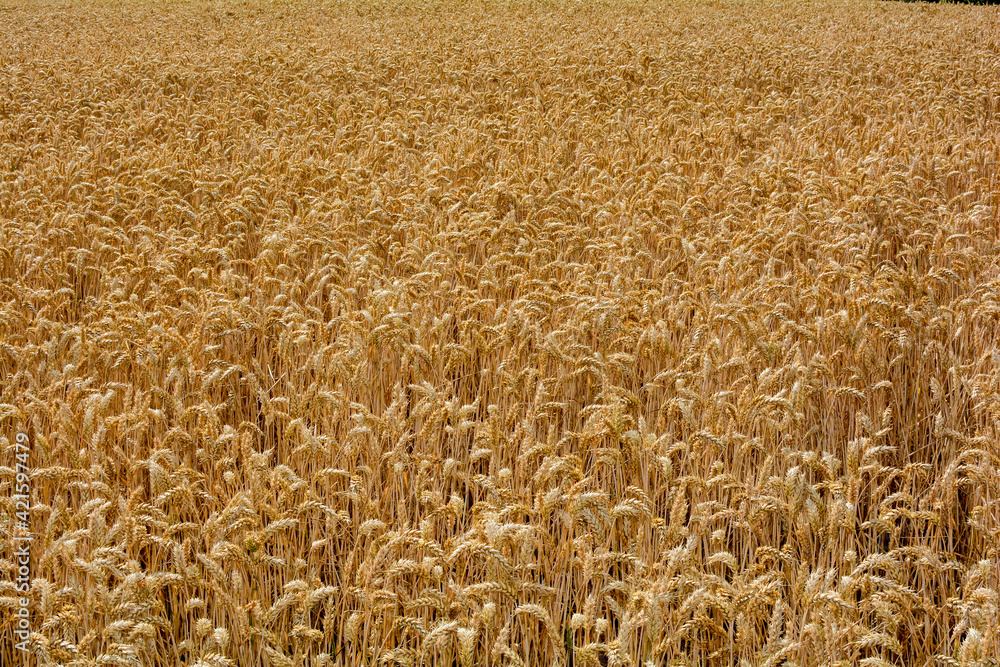 Fototapeta premium A big golden grain field before harvest