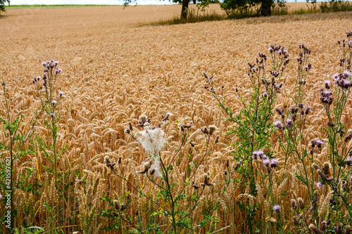 Field thistle in front of a grain field