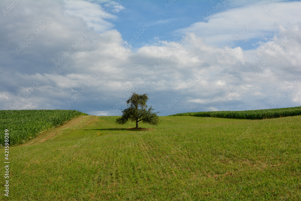 Obraz premium A green meadow with a tree in the middle, between corn fields