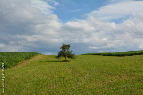 A green meadow with a tree in the middle, between corn fields