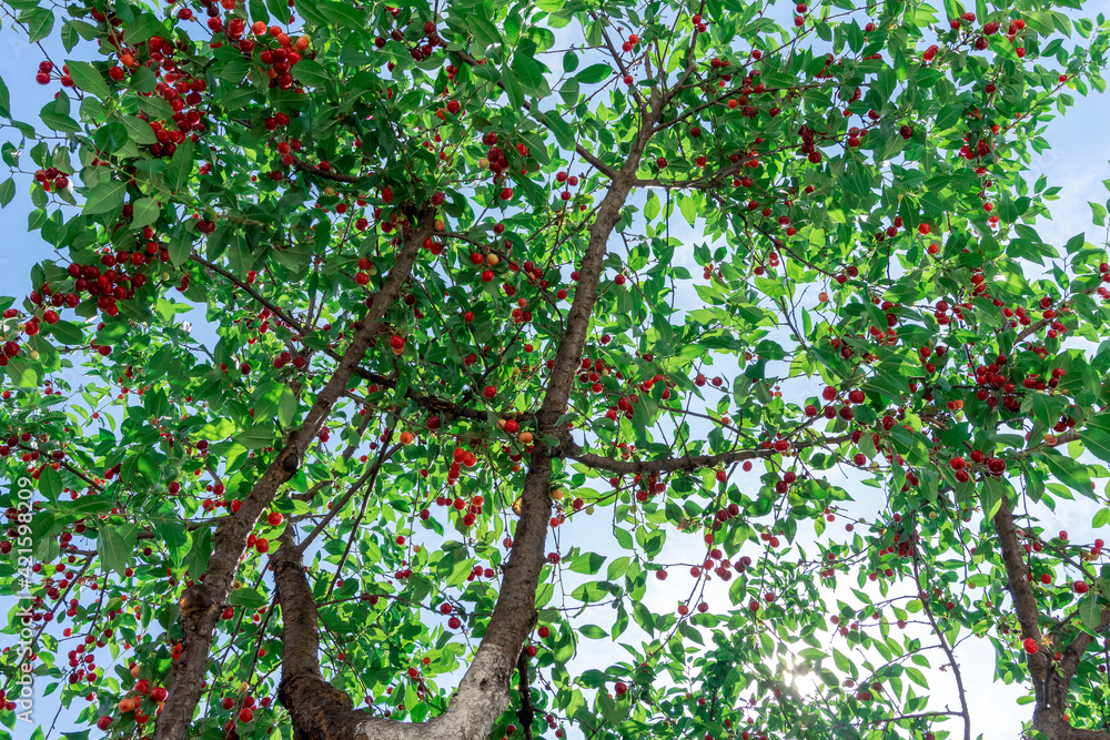A photo of beautiful cherry tree with cherries in orchard against blue sky. A photo of beautiful cherry tree with cherries in orchard against blue sky.