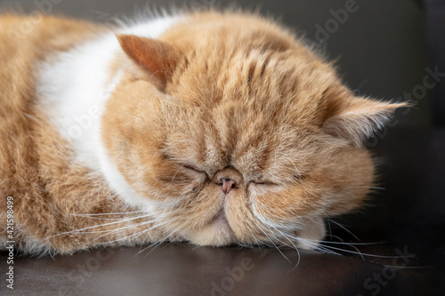 Foto Portrait of a sleeping purebred exotic shorthair domestic cat